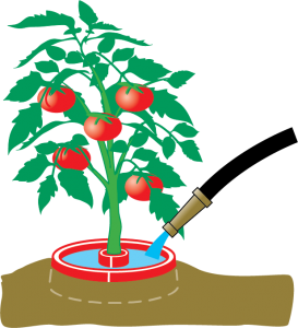 Watering & fertilizing your tomato plants